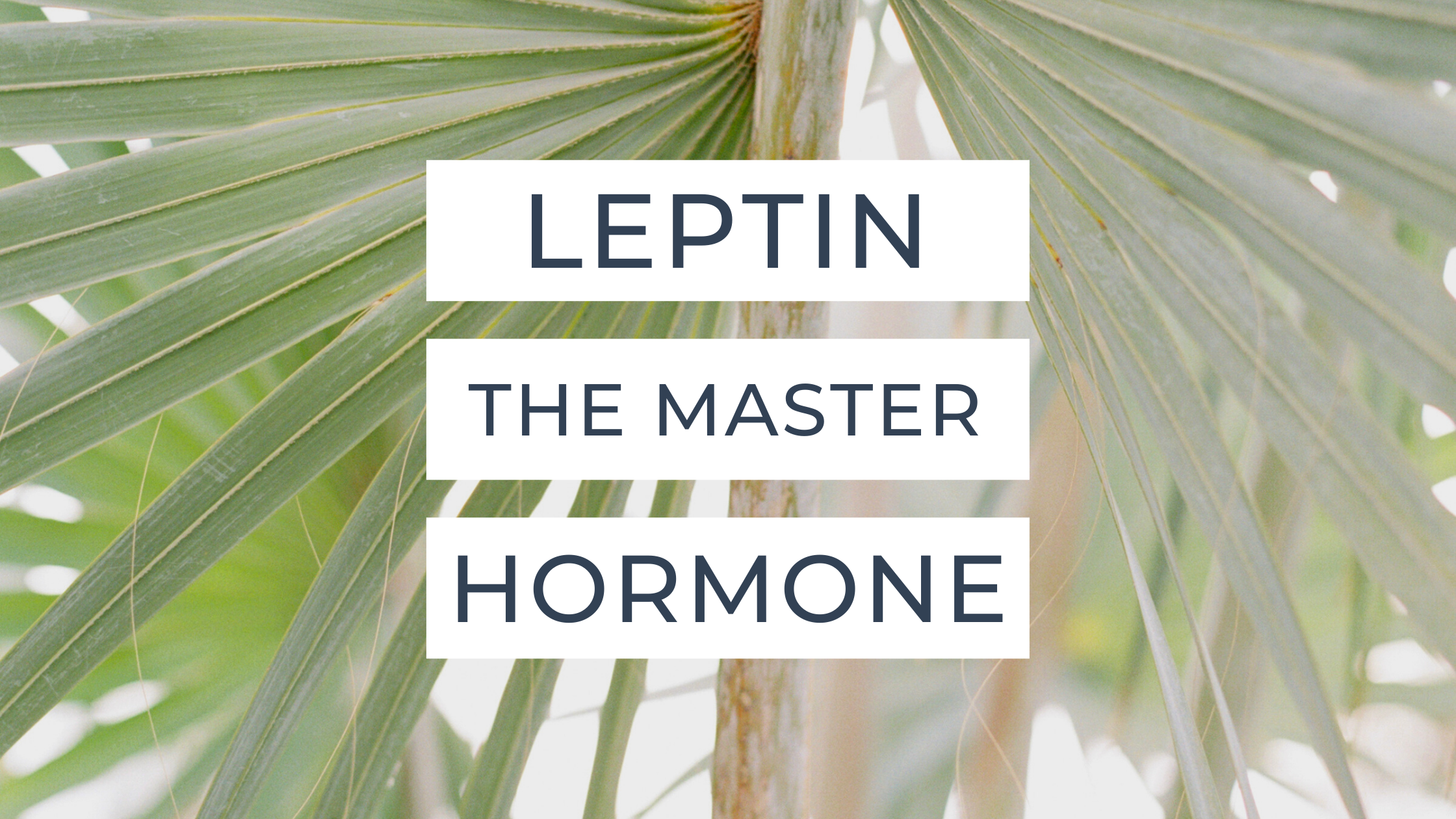 Leptin the Master Hormone! Connection is key!